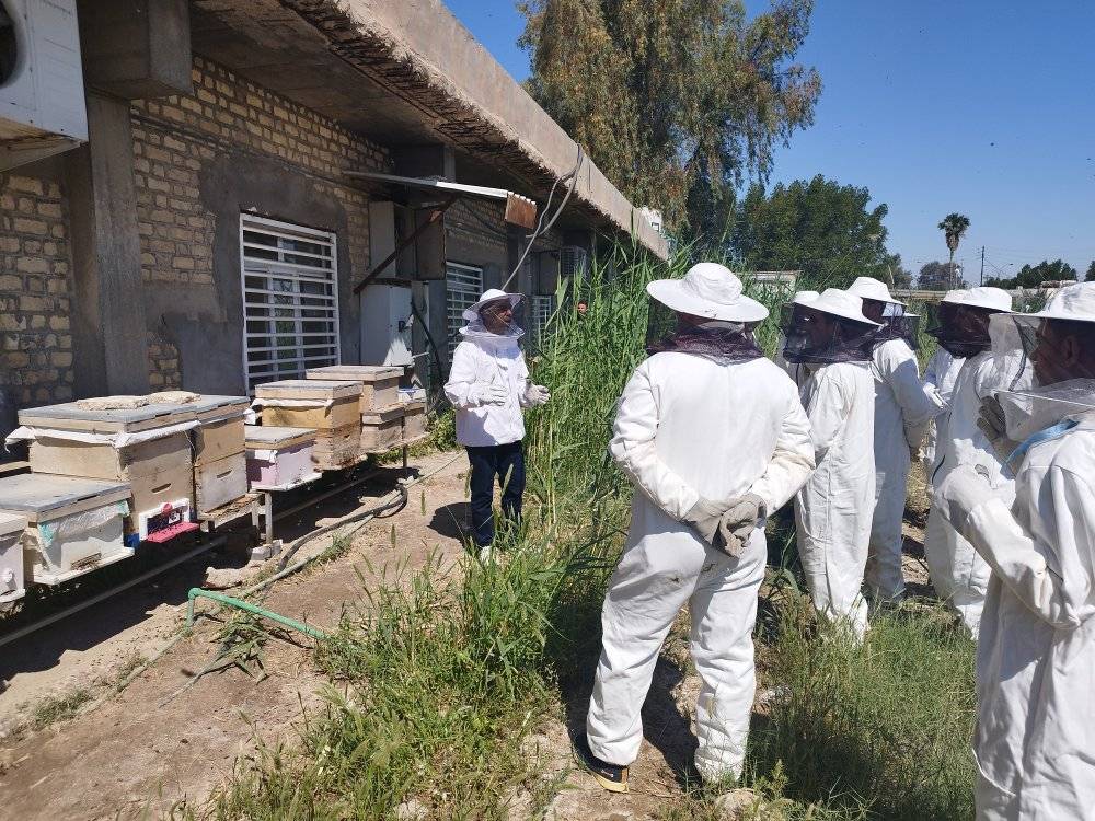 كلية الزراعة ومديرية زراعة ميسان تعاون علمي في قطاع النحل