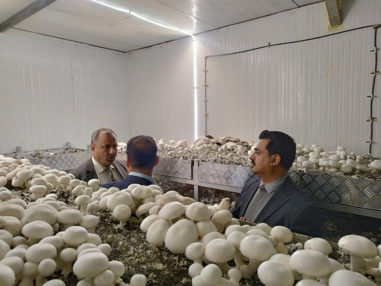 Visit of the President of Maysan University to the Educational and Guidance Mushroom Project at the College of Agriculture